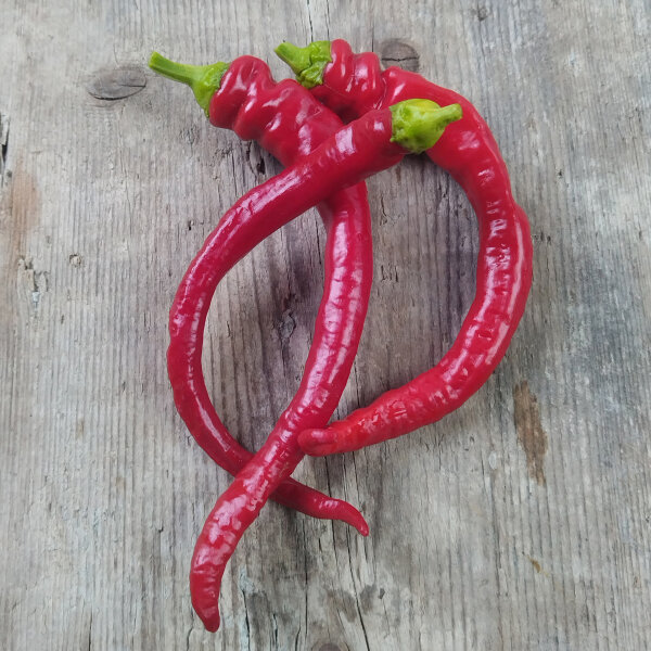 Piment Lombardo long doux Lunga Sigaretta (Capsicum annuum) graines