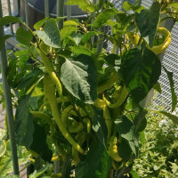 Piment Lombardo long doux Lunga Sigaretta (Capsicum annuum) graines