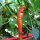 Piment Lombardo long doux Lunga Sigaretta (Capsicum annuum) graines