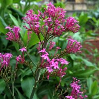 Valériane rouge (Centranthus ruber) graines