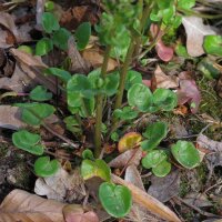 Cochléaire officinale (Cochlearia officinalis) graines