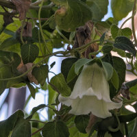 Dang Shen (Codonopsis pilosula) graines