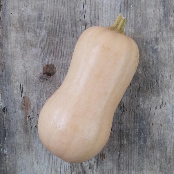 Courge doubeurre Waltham Butternut (Cucurbita moschata) graines