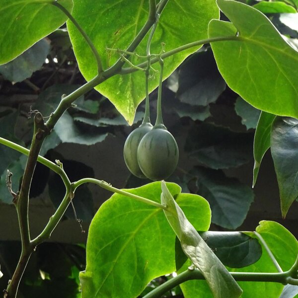 Tamarillo / tomate en arbre (Solanum betaceum) graines