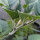 Toloache (Datura inoxia) graines