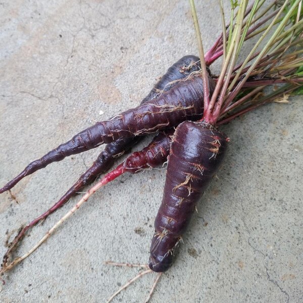 Carotte violette Spanish Black (Daucus carota) graines