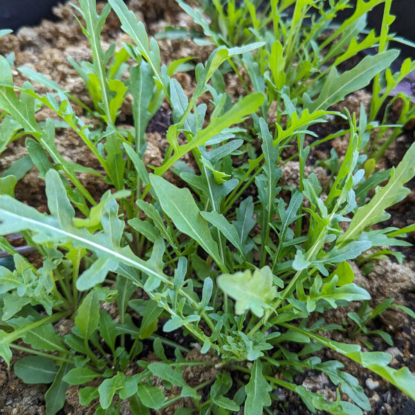 Roquette des murailles (Diplotaxis muralis) graines