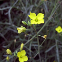 Roquette des murailles (Diplotaxis muralis) graines