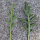 Roquette des murailles (Diplotaxis muralis) graines