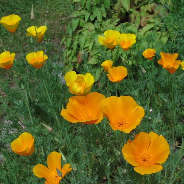 Pavot de Californie (Eschscholzia californica) graines