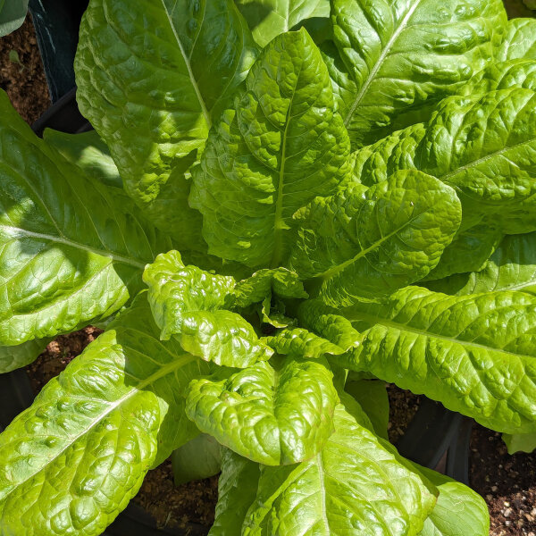 Laitue Kasseler Strünkchen (Lactuca sativa) Graines