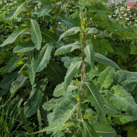 Laitue vireuse sauvage (Lactuca virosa) graines