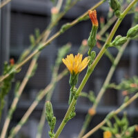 Laitue vireuse sauvage (Lactuca virosa) graines