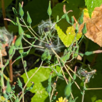 Laitue vireuse sauvage (Lactuca virosa) graines