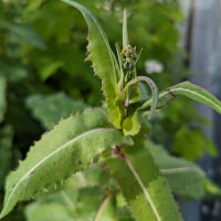 Laitue vireuse sauvage (Lactuca virosa) graines