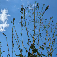 Laitue vireuse sauvage (Lactuca virosa) graines