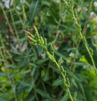 Laitue vireuse sauvage (Lactuca virosa) graines