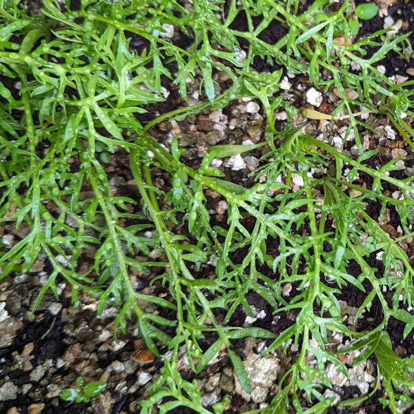 Maca (Lepidium meyenii) graines