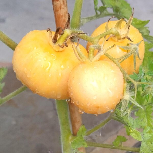 Tomate Pêche Jaune (Solanum lycopersicum) Bio semences