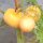 Tomate Pêche Jaune (Solanum lycopersicum) Bio semences