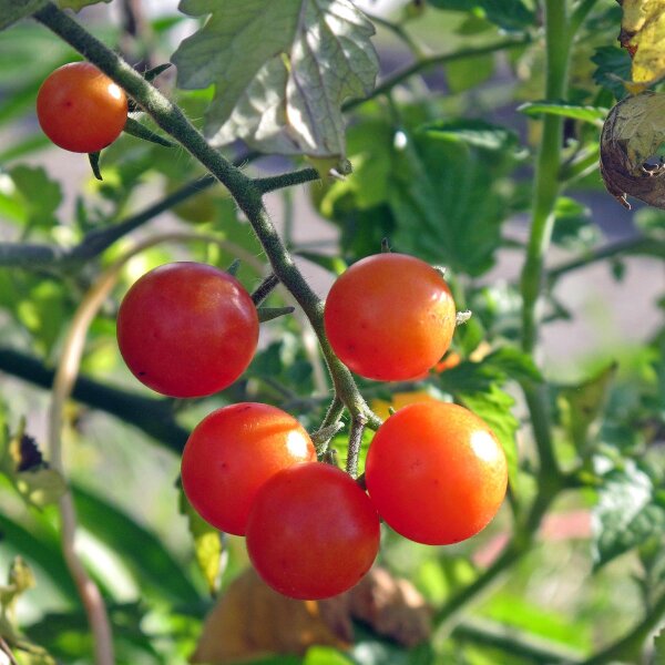 Tomate groseille Rote Murmel (Solanum pimpinellifolium) graines