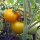 Tomate jaune Goldene Königin (Solanum lycopersicum) graines