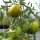 Tomate Green Zebra (Solanum lycopersicum) graines