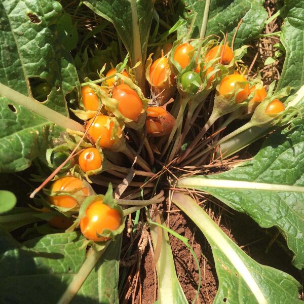 Mandragore dautomne (Mandragora autumnalis) graines