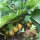 Mandragore dautomne (Mandragora autumnalis) graines