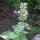 Cataire citronné/ melisse blanche (Nepata cataria ssp. citriodora) graines