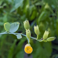 Tabac arborescent (Nicotiana glauca) graines