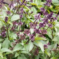 Basilic Reyhan (Ocimum basilicum) graines