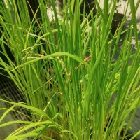 Riz Arborio Bianco (Oryza sativa) graines