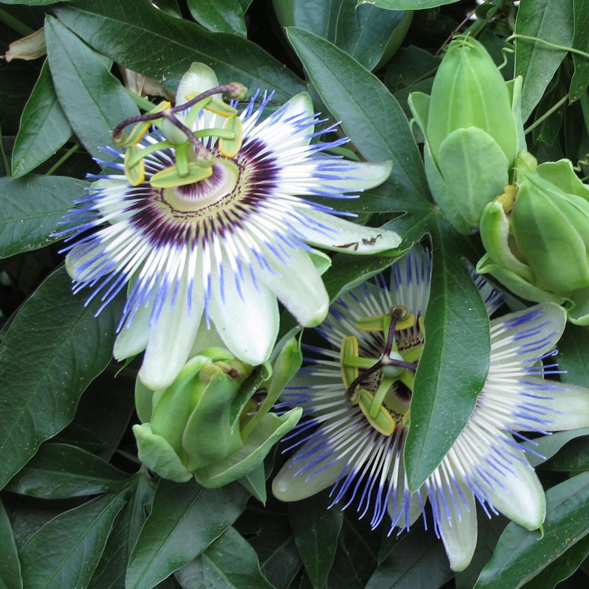 Passiflore Bleue Passiflora Caerulea Graines 1555