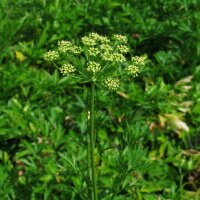 Persil italien (Petroselinum crispum var. neapolitanum) graines