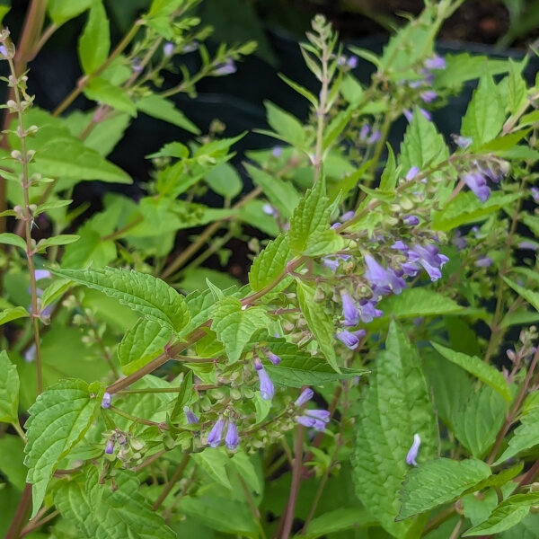 Scutellaire casquée (Scutellaria lateriflora) graines