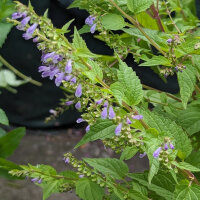 Scutellaire casquée (Scutellaria lateriflora) graines