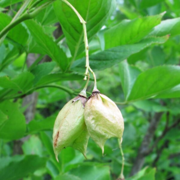 Staphylier penné / faux pistachier (Staphylea pinnata) graines