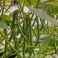 Haricot azuki (Vigna angularis) graines