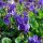 Violette odorante (Viola odorata) graines