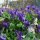 Violette odorante (Viola odorata) graines