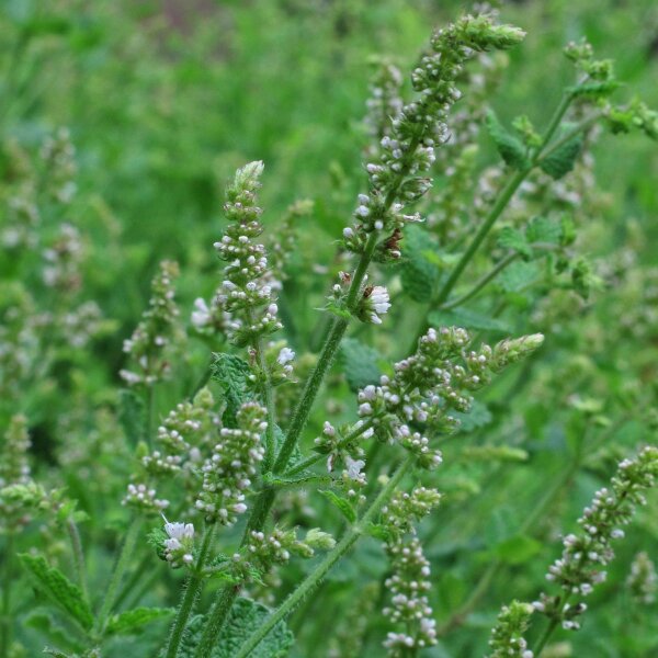 Menthe à feuilles rondes/ Menthe pomme (Mentha suaveolens) graines