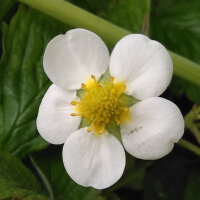 Fraisier musqué (Fragaria moschata) graines