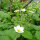 Fraisier musqué (Fragaria moschata) graines