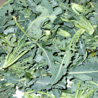 Chou brocoli (Brassica oleracea var. Italica) Bio