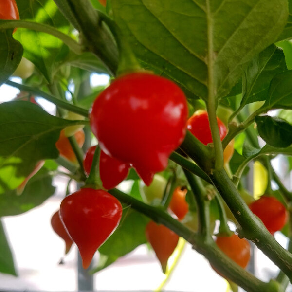 Piment doux "Biquinho" (Capsicum chinense) graines