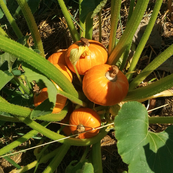 Potimarron "Golden Nugget" (Cucurbita maxima)  graines