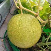 Melon pastèque Golden Midget (Citrullus lanatus) graines