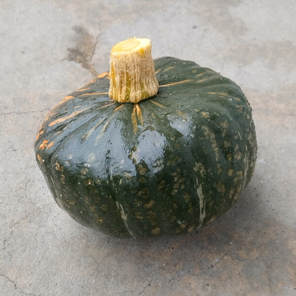 Potimarron "Buttercup" (Cucurbita maxima)  graines