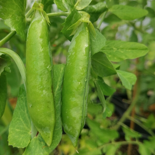 Pois mangetout dhiver Sima (Pisum sativum) bio